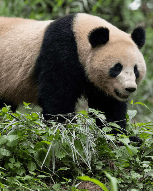 10 Animals That Came Back from the Brink of Extinction - Fauna & Co