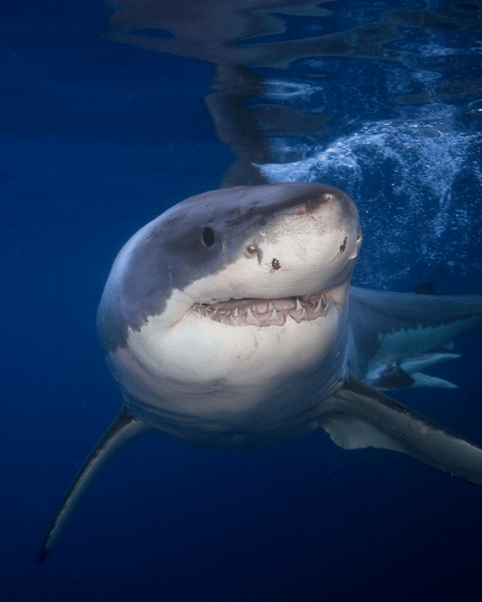 The Shark Finning Crisis: Why 100 Million Sharks Are Killed Every Year - Fauna & Co