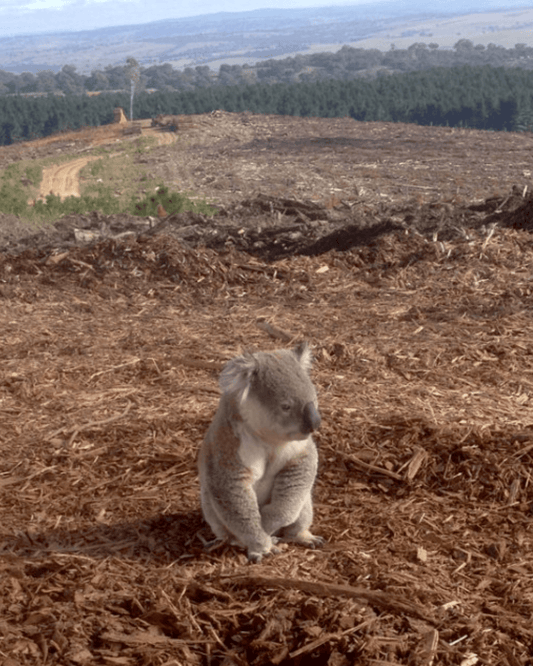 Why Over 1 Million Species Are at Risk of Extinction - Fauna & Co